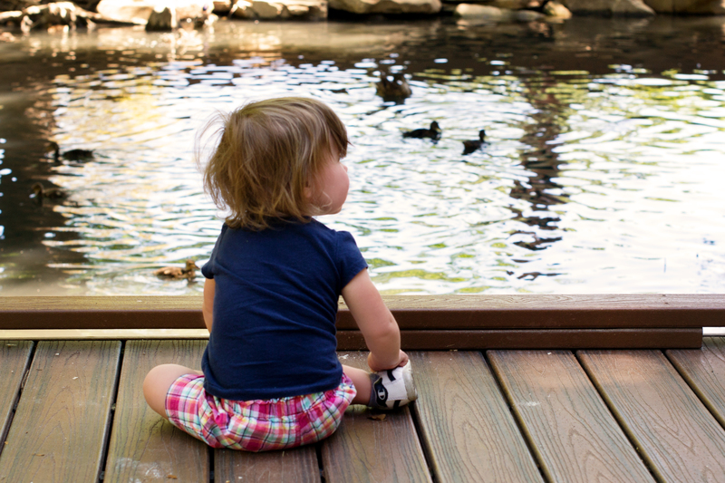 Went to see more ducks