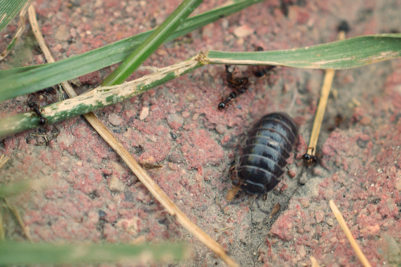 Bug enters enemy territory rather than get squished by Em.