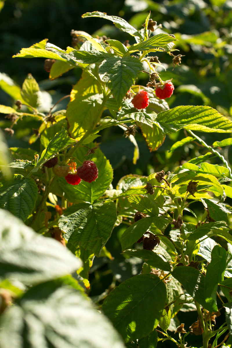 Raspberries!