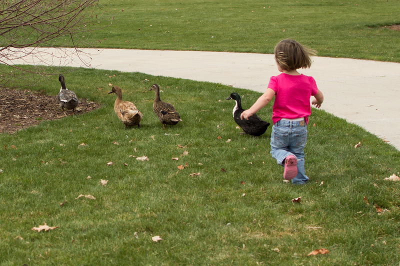 Chasing the ducks