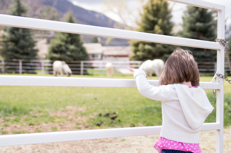 Watching the horses graze