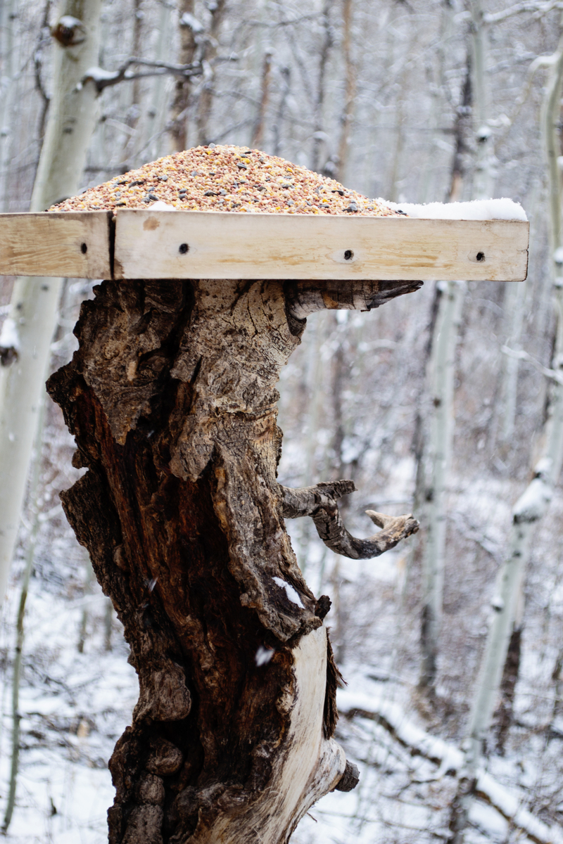 Bird feeder out back
