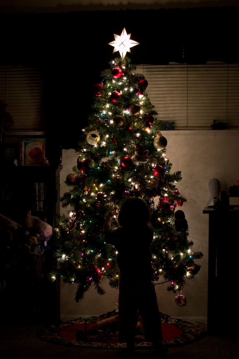 Checking out the tree before bed