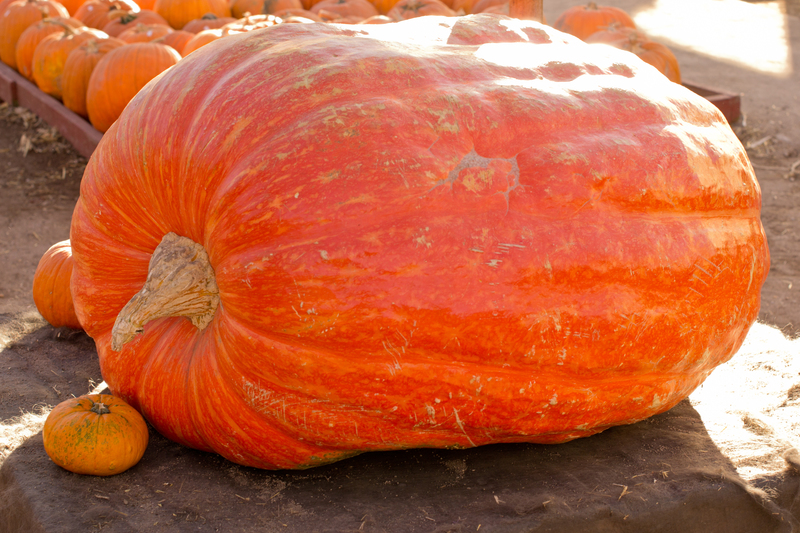 HUGE pumpkin!