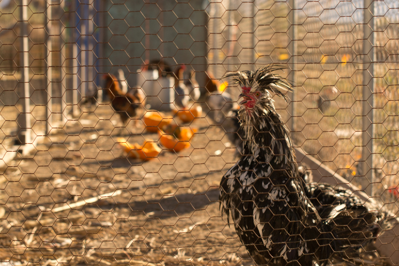 Emily's favorite attraction