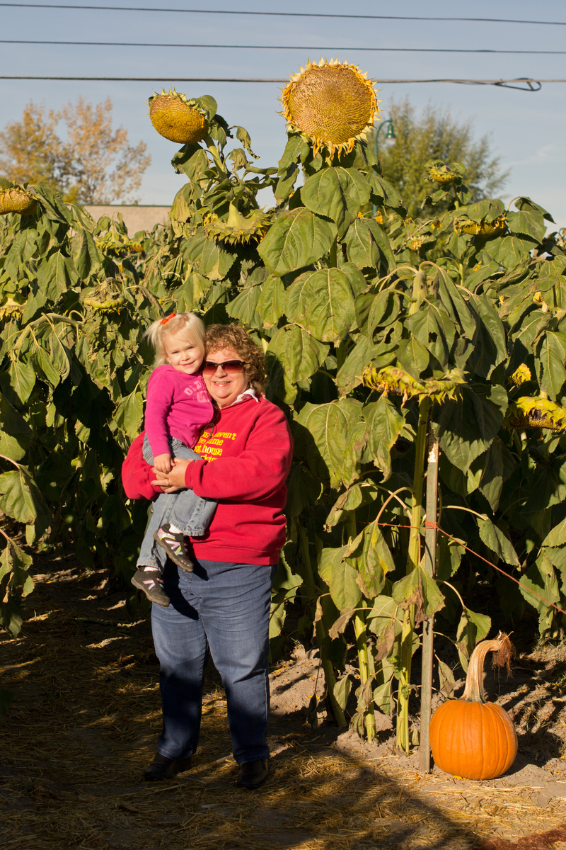 Super tall sunflowers