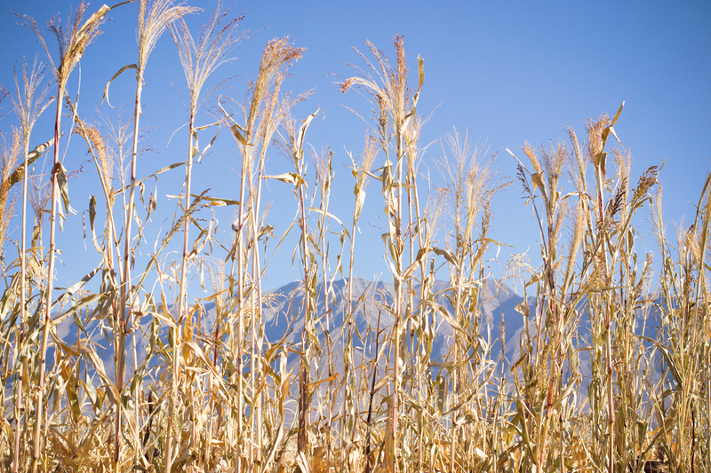 Corn higher than the mountains