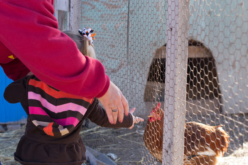 She kept trying to touch the chicken. Good thing Nana was there to stop her!