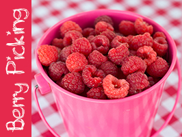 Berry Picking
