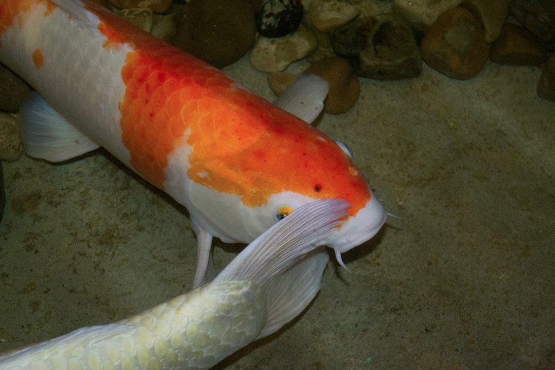 Probably not used to make the sushi, but still fun.