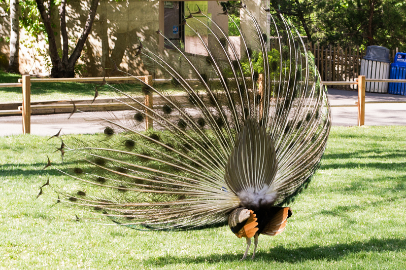 Who knew this is what the back of the peacock looked like? =)