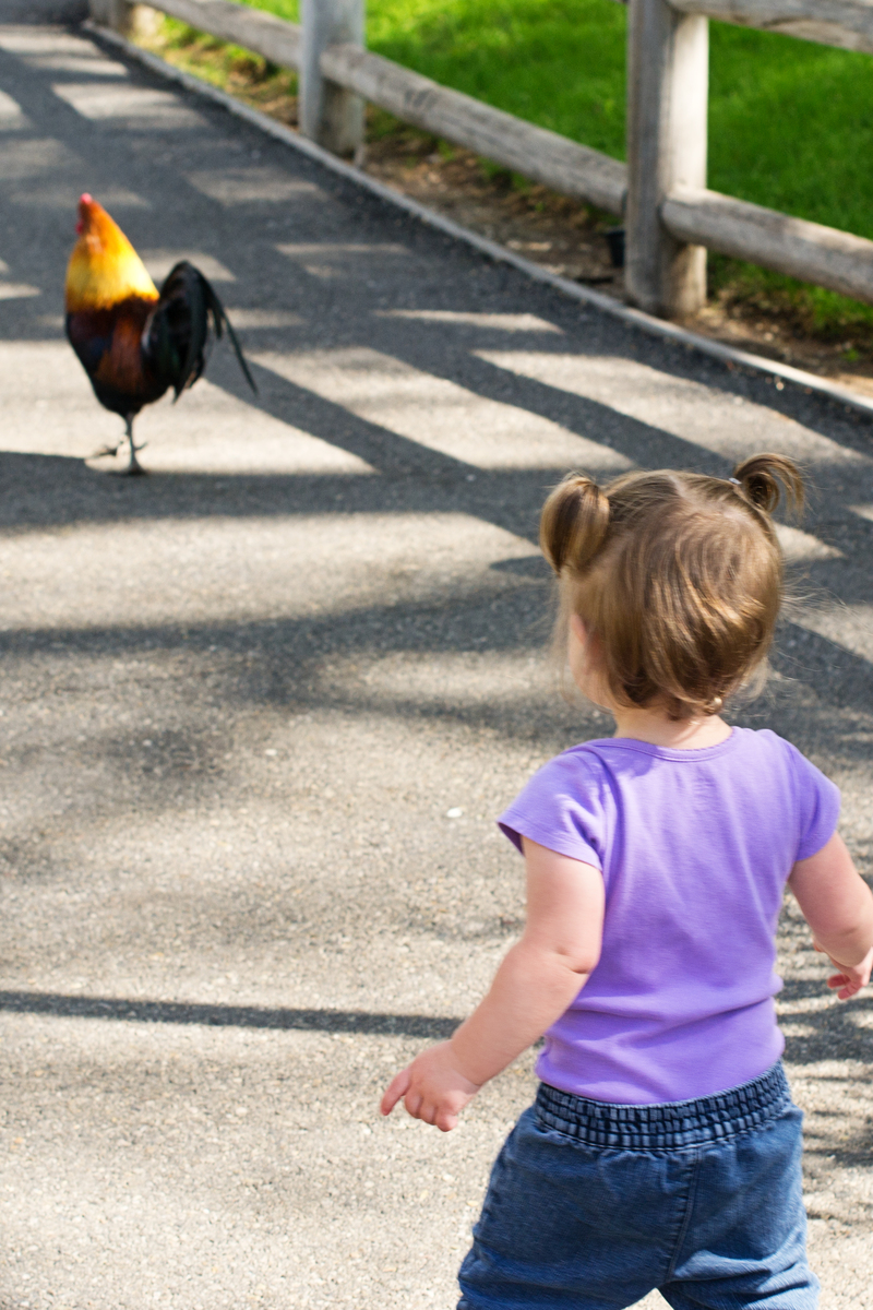 Chasing the poor rooster