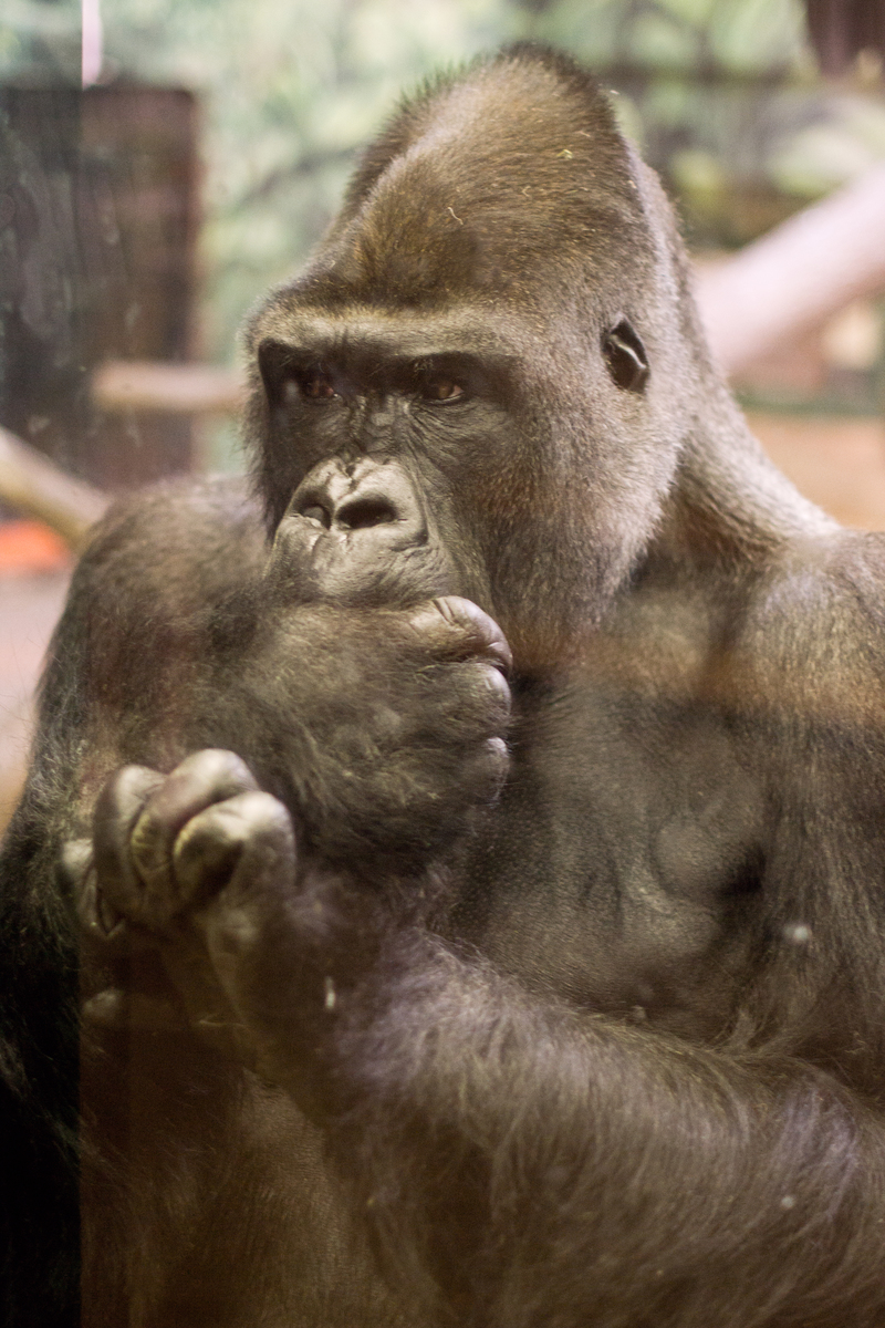 She was also very scared of this gorilla (who was right up against the glass).