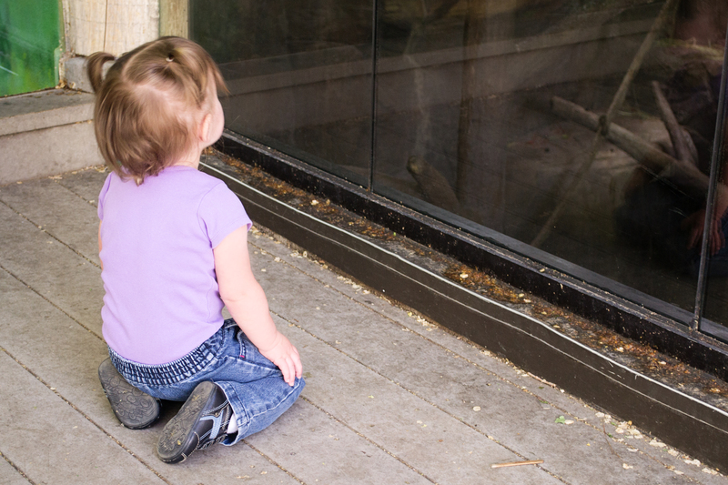 Staring at the monkeys