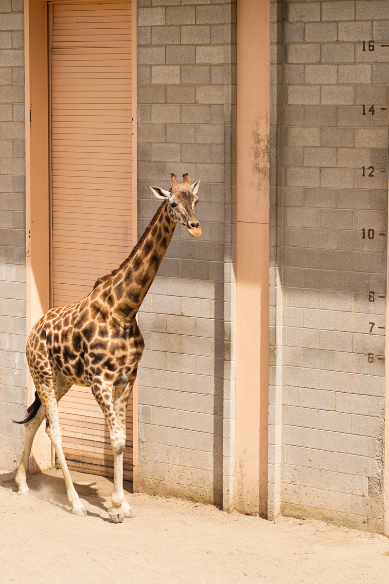 Height marker on the right