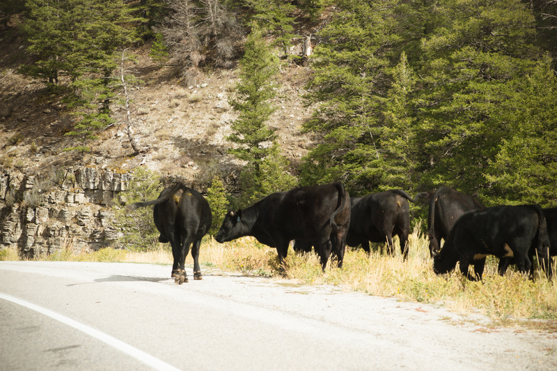 Cows along the highway