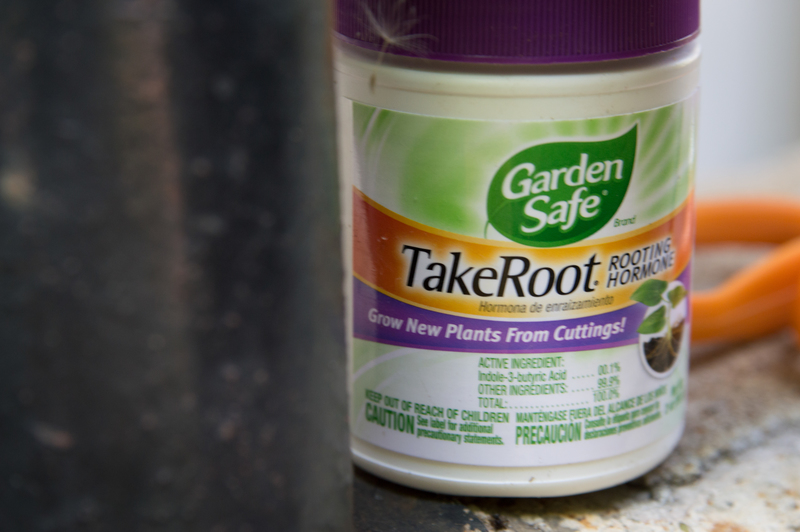 I dipped the cuttings in this before planting them