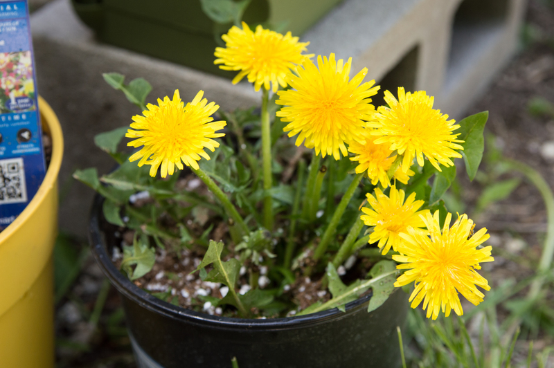 We even potted one of the dandelion plants for Emily