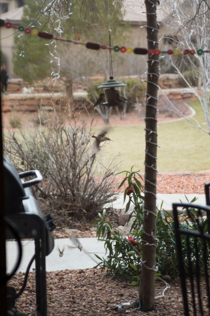 Birds flying around outside