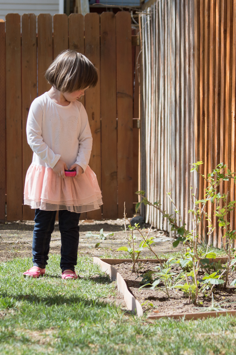 Are there raspberries yet?